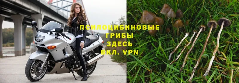 Псилоцибиновые грибы Psilocybe  hydra зеркало  shop формула  Иркутск 